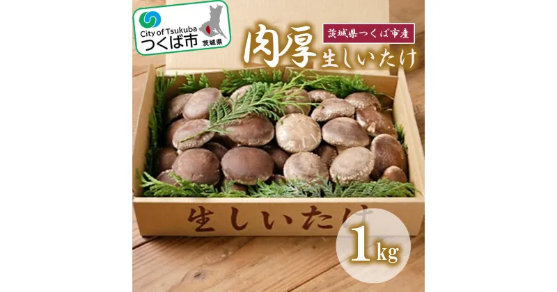 【ふるさと納税】生しいたけ(原木栽培) 1kg | 茨城県 つくば市 シイタケ 椎茸 きのこ キノコ 茸 大玉 肉厚 原木栽培 乾物 健康食品 食材 保存期間の長い食材 食物繊維 ビタミン ミネラル 1013578