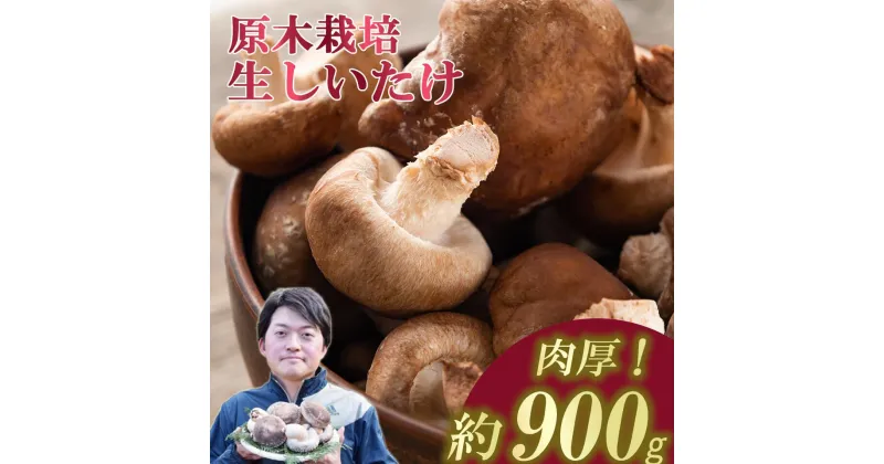 【ふるさと納税】肉厚! 原木しいたけちゃん 900g | 茨城県 つくば市 しいたけ 椎茸 原木 きのこ 肉厚 香り 野菜 国産 大容量 農薬不使用 化学肥料不使用 最高品質 農園 人気 おすすめ 428776