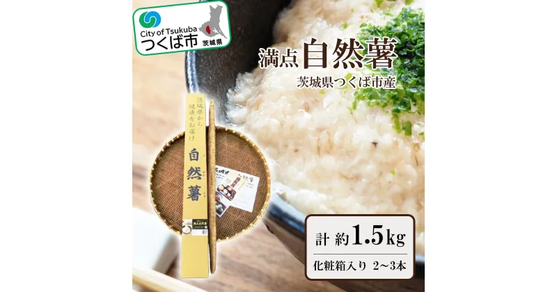 【ふるさと納税】満点自然薯 約1.5kg化粧箱入り(2～3本入) | 茨城県 つくば市 とろろ じねんじょ 山芋 健康食品 山菜 栄養豊富 ヘルシー ナ チュラルフード スーパーフード 地元の味 地元産