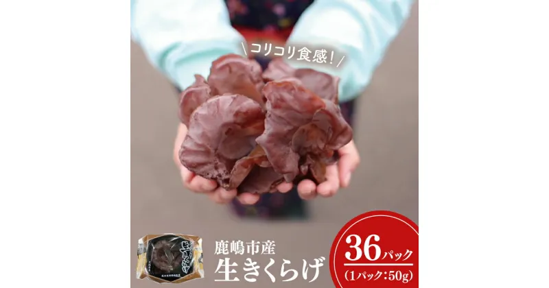 【ふるさと納税】コリコリ食感！生きくらげ 50g×36パック 合計1.8kg きのこ きくらげ 茸 木耳 冷蔵 茨城県産 国産 送料無料（KL-3）