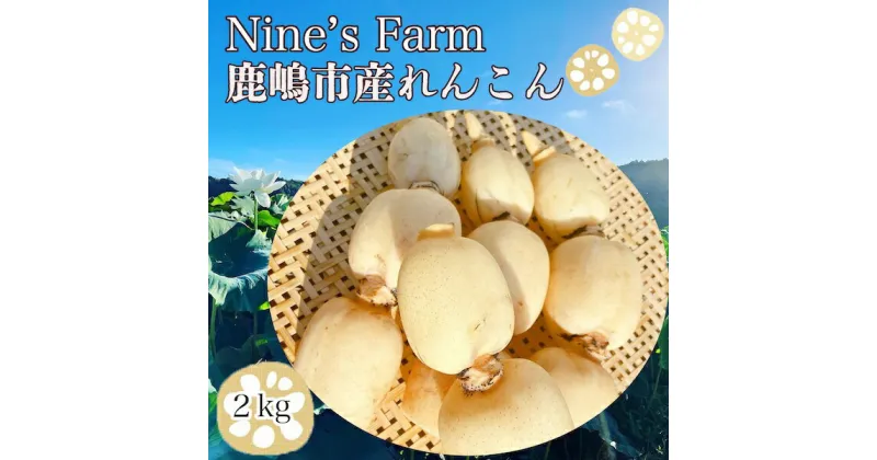 【ふるさと納税】【先行予約】オーガニック肥料で育てたれんこん 2kg【茨城県 鹿嶋市 有機栽培 オーガニック レンコン 蓮根 野菜 根菜 産地直送 有機野菜 】（KBJ-1）