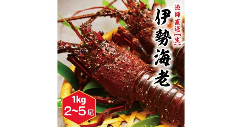 【ふるさと納税】鹿嶋産地直送★【生】伊勢海老 1kg 2〜5尾　伊勢エビ　送料無料　茨城県　鹿嶋市　鹿嶋（KBL-7）