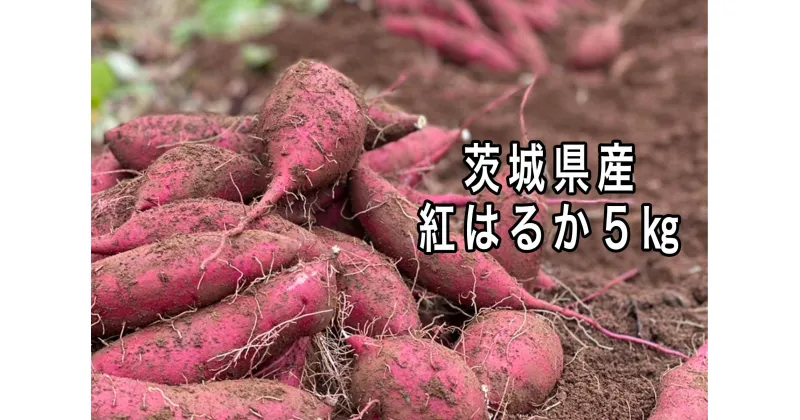 【ふるさと納税】【選べる内容量】ポテト小屋の生さつまいも 【紅はるか】 【鹿嶋市 減農薬 サツマイモ 生芋 べにはるか 送料無料 5キロ 10000円以下 10キロ 15000円以下】 (KBR-3)