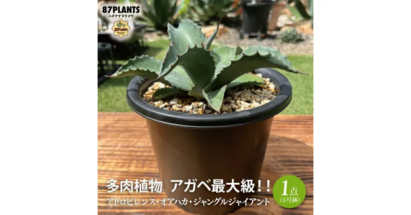 【ふるさと納税】【数量限定☆】多肉植物 アガベ最大級！！ アトロビレンス・オアハカ・ジャングルジャイアント 【観葉植物 グリーン アガベ 20000円以下 インテリア お庭 ガーデン ナチュラル】（KCP-7）