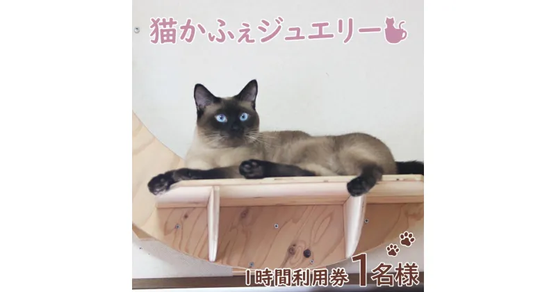 【ふるさと納税】鹿嶋市の癒しの空間　猫カフェでまったり　猫かふぇジュエリー　1時間利用券セット　1名様 （KCS-1）