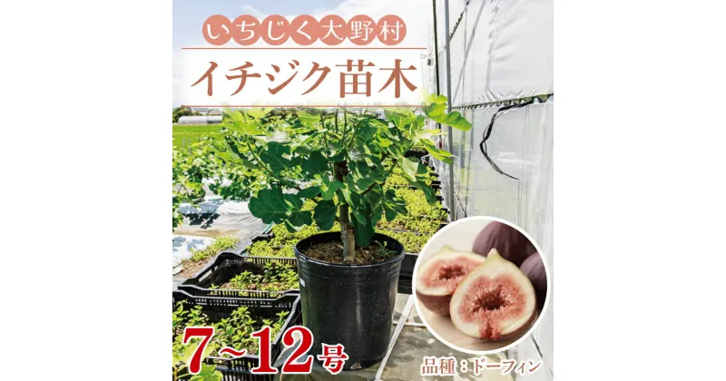 【ふるさと納税】イチジク苗木(7～12号) 【なえぎ 観葉 植物 いちじく 自宅 ポット ドーフィン 茨城県 鹿嶋市】（KAE-7）