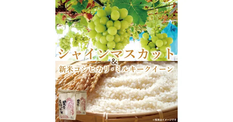 【ふるさと納税】新米コシヒカリ2kg・ミルキークイーン2kg/シャインマスカット2房【期間限定 数量限定 葡萄 ブドウ フルーツ 新米 こしひかり お米 セット 鹿嶋市 茨城県】(KBT-2B)