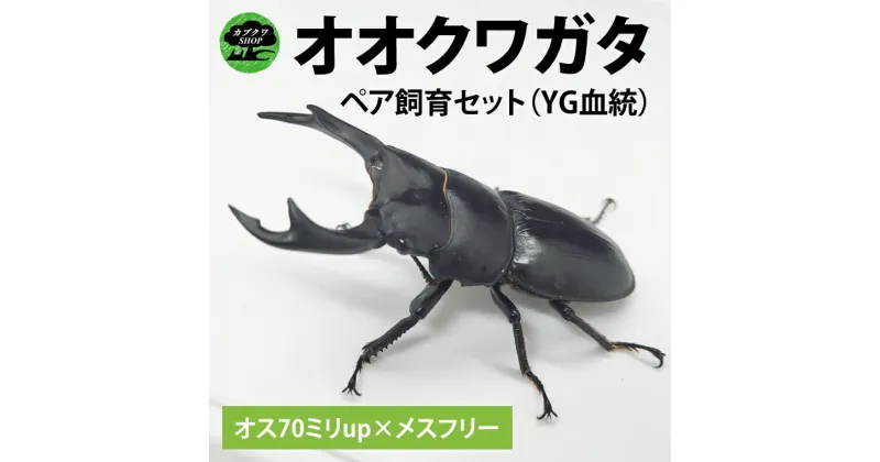 【ふるさと納税】【YG血統】【数量限定】ペアオオクワガタ♂♀（オス70ミリup×メスフリー）ペア飼育セット【クワガタ クワガタムシ カブトムシ 昆虫 虫 国産 飼育 セット 夏休み 自由研究 鹿嶋市 茨城県】（KBY-4）