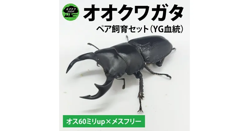 【ふるさと納税】【YG血統】【1セット限定】ペアオオクワガタ♂♀（オス60ミリup×メスフリー）ペア飼育セット【クワガタ クワガタムシ カブトムシ 昆虫 虫 国産 飼育 セット 夏休み 自由研究 鹿嶋市 茨城県】（KBY-5）