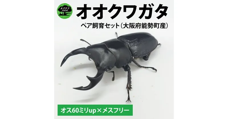 【ふるさと納税】【大阪府能勢町産ペア】【1セット限定】ペアオオクワガタ♂♀（オス60ミリup×メスフリー）ペア飼育セット【クワガタ クワガタムシ カブトムシ 昆虫 虫 国産 飼育 セット 夏休み 自由研究 鹿嶋市 茨城県】（KBY-6）