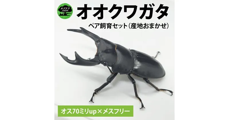 【ふるさと納税】【産地おまかせペア】【数量限定】ペアオオクワガタ♂♀（オス70ミリup×メスフリー）ペア飼育セット【クワガタ クワガタムシ カブトムシ 昆虫 虫 国産 飼育 セット 夏休み 自由研究 鹿嶋市 茨城県】（KBY-7）