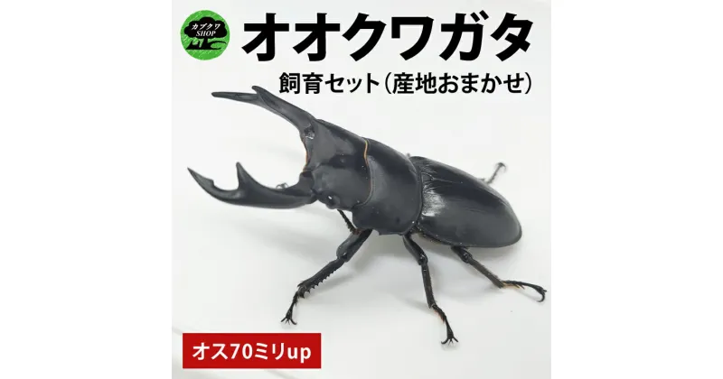 【ふるさと納税】【産地おまかせ】【数量限定】オオクワガタオスのみ♂（オス70ミリup）飼育セット【クワガタ クワガタムシ カブトムシ 昆虫 虫 国産 飼育 セット 夏休み 自由研究 鹿嶋市 茨城県】（KBY-8）