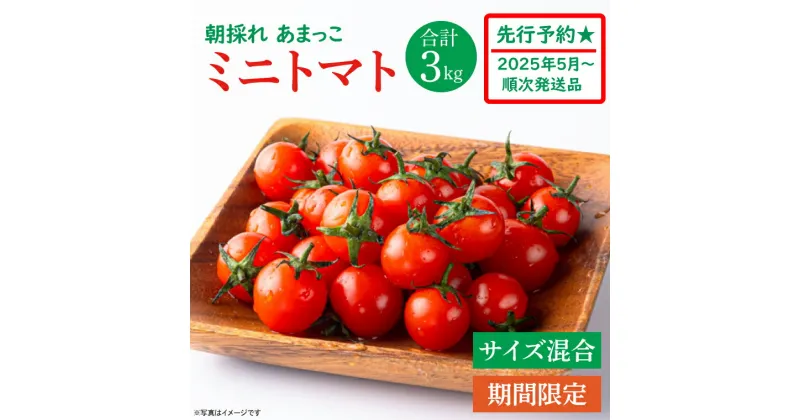 【ふるさと納税】【先行予約★2025年5月～順次発送！】【人気商品】朝採れ あまっこ ミニトマト 3kg 【やさい 野菜 トマト 甘い プチトマト 新鮮 フレッシュ 産地 直送 10000円以下 茨城県 鹿嶋市 】（KAM-19）