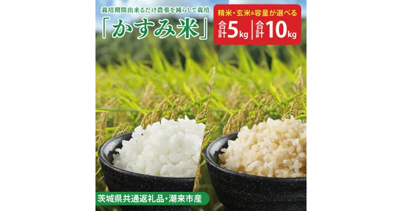 【ふるさと納税】【選べる】【茨城県共通返礼品・潮来市産】令和6年産新米　栽培期間出来るだけ農薬を減らして作る「かすみ米」（コシヒカリ）【減農薬 こしひかり おいしい おこめ 安心 安全 健康 精米 玄米】（KBE-61）