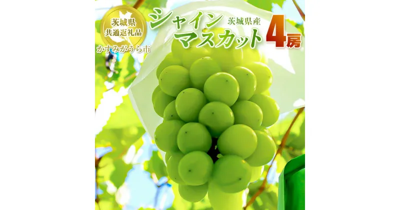 【ふるさと納税】シャインマスカット 4房【茨城県共通返礼品 かすみがうら市】 マスカット ぶどう 果物 くだもの フルーツ 国産 茨城県 守谷市 送料無料※2024年8月上旬～11月下旬頃に順次発送予定