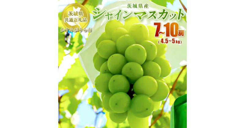 【ふるさと納税】シャインマスカット 7～10房 約4.5kg～5kg【茨城県共通返礼品 かすみがうら市】 マスカット ぶどう 果物 くだもの フルーツ 国産 茨城県 守谷市 送料無料※2024年8月上旬～11月下旬頃に順次発送予定