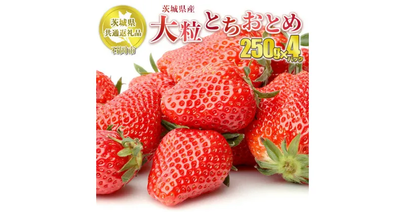 【ふるさと納税】【先行予約】とちおとめ 大粒 250g×4パック【茨城県共通返礼品　石岡市産】合計1kg 1パック9～15粒 いちご 苺 イチゴ くだもの 果物 フルーツ 茨城県産 国産 送料無料　※2025年1月上旬～3月下旬頃に順次発送予定