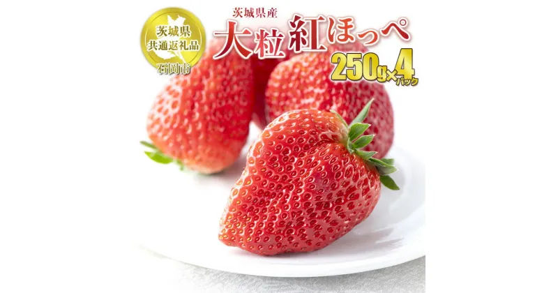 【ふるさと納税】【先行予約】紅ほっぺ 大粒 250g×4パック【茨城県共通返礼品　石岡市産】 合計1kg 1パック12～15粒 いちご イチゴ 苺 くだもの 果物 フルーツ 茨城県産 国産 送料無料　※2025年1月上旬～3月下旬頃に順次発送予定