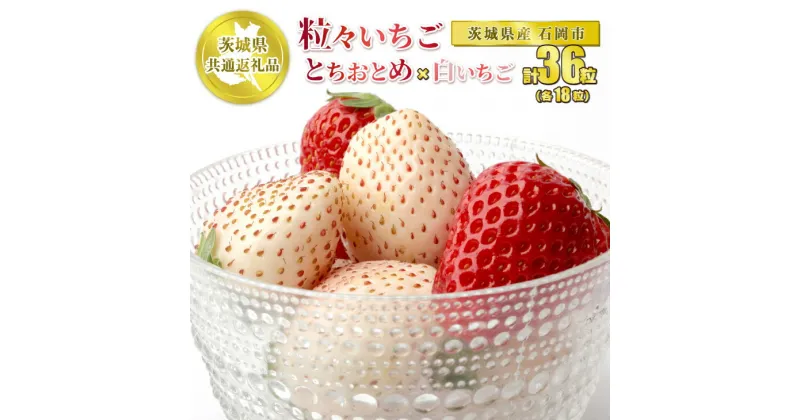 【ふるさと納税】【先行予約】粒々 いちご 36粒 とちおとめと白いちご 各18粒【茨城県共通返礼品 石岡市】2種 セット 食べ比べ とちおとめ 白いちご 白い苺 いちご 果物 フルーツ お取り寄せ　※2024年12月下旬頃より順次発送予定