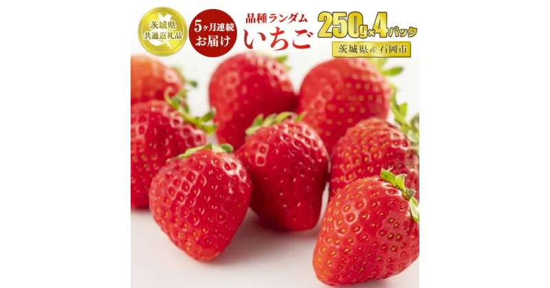 【ふるさと納税】【定期便5ヶ月】いちご品種おまかせ 250g×4パック【茨城県共通返礼品 石岡市】※2024年12月上旬～2025年4月下旬頃に順次発送予定