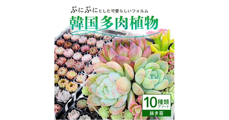 【ふるさと納税】韓国多肉植物 抜き苗 アソート 10個 詰め合わせ 多肉植物 観葉植物 インテリア 寄せ植え 誕生日プレゼント オシャレ 多肉 観葉 おまかせ セット 植物 苗 種類 色々 ランダム 農園直送 栽培 ガーデニング 寄せ植え用 韓国苗 多肉専科 送料無料