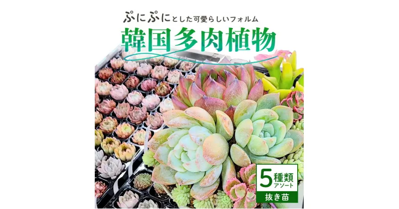 【ふるさと納税】韓国多肉植物 抜き苗 アソート 5種類 詰め合わせ 多肉植物 観葉植物 インテリア 寄せ植え 誕生日プレゼント オシャレ 多肉 観葉 おまかせ セット 植物 苗 種類 色々 ランダム 農園直送 栽培 ガーデニング 寄せ植え用 韓国苗 多肉専科 送料無料