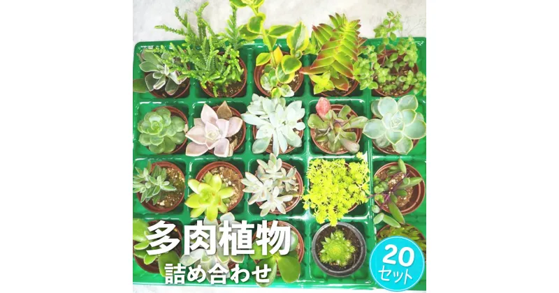 【ふるさと納税】多肉植物 抜き苗 アソート 20セット 詰め合わせ 多肉植物 観葉植物 インテリア 寄せ植え 誕生日プレゼント オシャレ 多肉 観葉 おまかせ セット 植物 苗 種類 色々 ランダム 農園直送 栽培 ガーデニング 寄せ植え用 多肉専科 送料無料