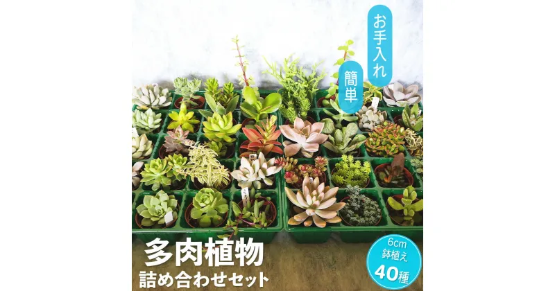 【ふるさと納税】多肉植物 抜き苗 アソート 40セット 詰め合わせ 多肉植物 観葉植物 インテリア 寄せ植え 誕生日プレゼント オシャレ 多肉 観葉 おまかせ セット 植物 苗 種類 色々 ランダム 農園直送 栽培 ガーデニング 寄せ植え用 多肉専科 送料無料