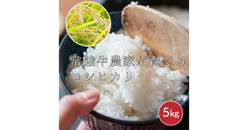 【ふるさと納税】令和6年度産 みねしまふぁーむ 常陸牛農家が育てるコシヒカリ 5Kg コシヒカリ 低農薬 低化学肥料 米 発送直前に精米 精米 コシヒカリ米 茨城県産 白米 お米 コメ おこめ こめ こしひかり 有機 ブランド 健康 ギフト 贈り物 送料無料