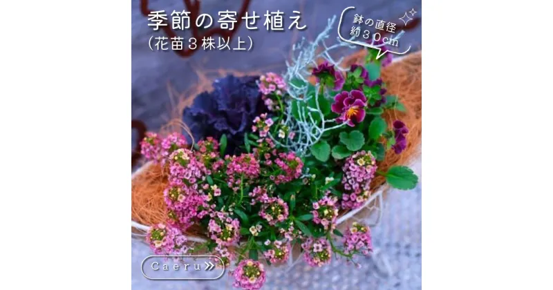 【ふるさと納税】季節の寄せ植え 季節のお花 ベランダ お部屋 玄関先 お花のある生活 花株3株以上 お任せ 送料無料