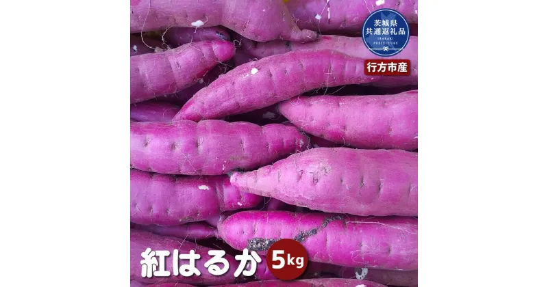 【ふるさと納税】さつまいも「紅はるか」5kg 茨城県共通返礼品 行方市産 送料無料