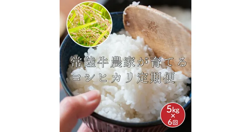 【ふるさと納税】定期便 常陸牛農家が育てるコシヒカリ 5kg×6回 令和6年度産 米 お米 白米 こめ 精米 取り寄せ 特産 ごはん ご飯 コメ お取り寄せ ギフト 贈り物 お弁当 弁当 おにぎり ふっくら ツヤツヤ 甘い 農家直送 産地直送 国産 茨城県産 送料無料