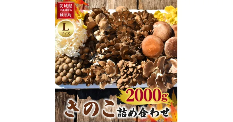 【ふるさと納税】きのこの詰め合わせ Lサイズ 2Kg 茨城県共通返礼品 城里町産 舞茸 椎茸 あわび茸 たもぎ茸 はなびら茸 完全室内栽培 栽培期間中農薬不使用 安心 安全 栄養豊富 こだわりのキノコ詰め合わせ 直送 新鮮 旬 おすすめ セット 贈り物 送料無料