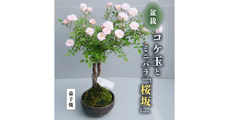 【ふるさと納税】コケ玉ミニバラ盆栽「桜坂」 ギフト 花