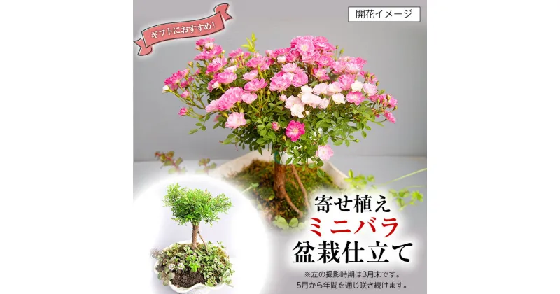 【ふるさと納税】寄せ植え「ミニバラ盆栽仕立て」 ギフト 花