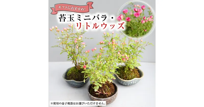 【ふるさと納税】苔玉ミニバラ ・ リトルウッズ ギフト 鉢植え 花 苔 薔薇 バラ