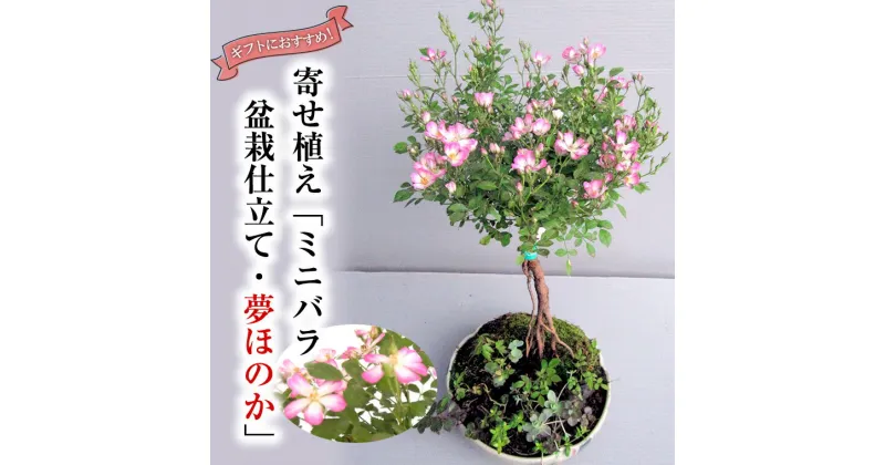 【ふるさと納税】寄せ植え「ミニバラ盆栽仕立て・夢ほのか」益子焼 ギフト 花