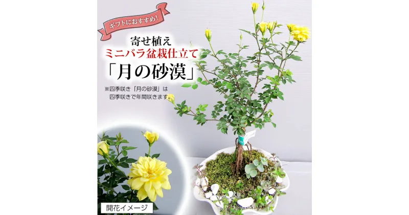 【ふるさと納税】寄せ植えミニバラ盆栽仕立て「月の砂漠」