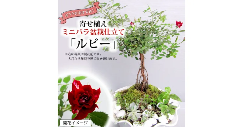 【ふるさと納税】寄せ植え盆栽仕立てミニバラ「ルビー」