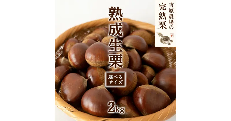 【ふるさと納税】 【 吉原農場 の 完熟栗 】 熟成 生栗 2kg ( 選べる サイズ ) 完熟 栗 くり クリ 栗ごはん 贈答 ギフト 果物 フルーツ 数量限定 旬 秋 冬 正月 おせち