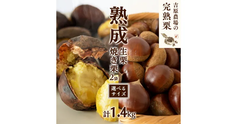 【ふるさと納税】【 吉原農場 の 完熟栗 】 熟成 生栗 ( 選べる サイズ ) 1kg ・ 焼き栗 2袋 セット 完熟 栗 くり クリ 栗ごはん 贈答 ギフト 果物 フルーツ 数量限定 旬 秋 冬 正月 おせち