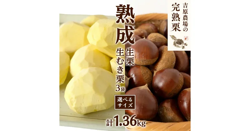 【ふるさと納税】【 吉原農場 の 完熟栗 】 熟成 生栗 ( 選べる サイズ ) 1kg ・ 生むき栗 3袋 セット 完熟 栗 くり クリ 栗ごはん 贈答 ギフト 果物 フルーツ 数量限定 旬 秋 冬 正月 おせち