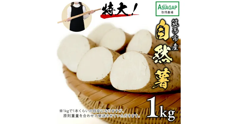 【ふるさと納税】先行予約 【 茨城県 筑西市産 】 自然薯 1kg じねんじょ とろろ 山菜