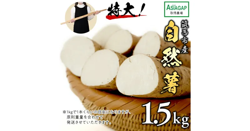 【ふるさと納税】先行予約 【 茨城県 筑西市産 】 自然薯 1.5kg じねんじょ とろろ 山菜