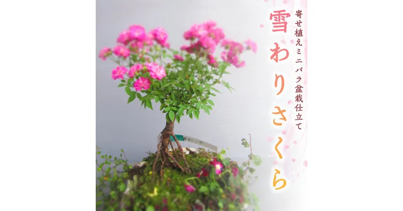 【ふるさと納税】寄せ植え ミニバラ 盆栽仕立て 「雪わりさくら」薔薇 ばら 盆栽 ギフト 贈答 プレゼント 贈り物 贈りもの 母の日 誕生日 記念日