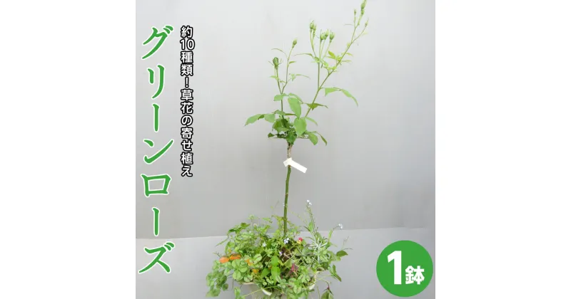 【ふるさと納税】寄せ植え 「 グリーンローズ 」 1鉢 スタンダード バラ ミニバラ 薔薇 花 お花 フラワー ギフト プレゼント