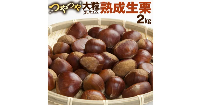 【ふるさと納税】【 谷口農場 】 つやつや 大粒 熟成 生栗 2kg ( 3Lサイズ ) 完熟 栗 くり クリ 栗ごはん 果物 フルーツ　数量限定