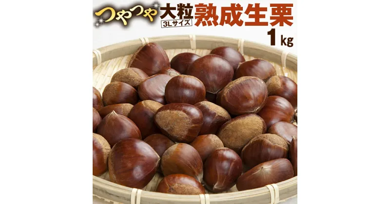 【ふるさと納税】【 谷口農場 】 つやつや 大粒 熟成 生栗 1kg ( 3Lサイズ ) 完熟 栗 くり クリ 栗ごはん 果物 フルーツ　数量限定