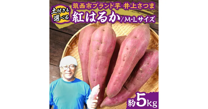 【ふるさと納税】【 よしのいも 】井上さつま 「 紅はるか 」 M・Lサイズ 約5kg ( 土付き ) さつまいも いも おいも 焼き芋 芋 おやつ まごころ野菜よしの