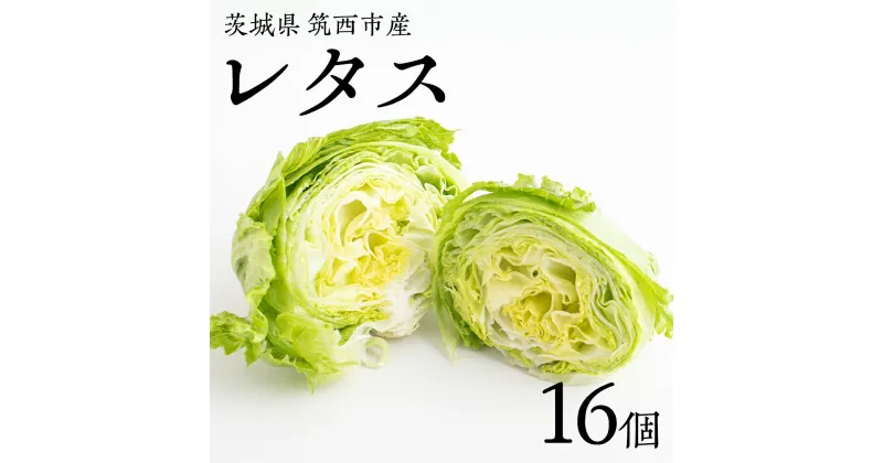 【ふるさと納税】茨城県 筑西市産 レタス 16個 野菜 やさい